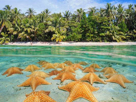 Starfish Beach Tour – Swim, Sip, and Soak Up Tropical Vibes
